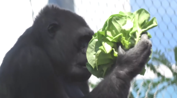 ¡Es todo mío! Un gorila glotón y egoísta hace desaparecer toda la lechuga - Sputnik Mundo