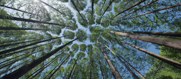 Árboles - Sputnik Mundo