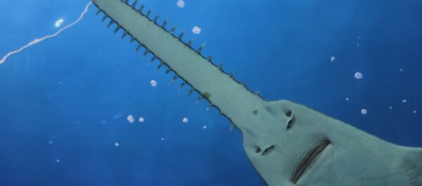 Moscas chupasangre y cuernos ensangrentados: estos son los animales más raros del mundo - Sputnik Mundo