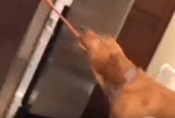 ¿Quién es un buen chico? El que te trae cerveza fría ¿Quién es un buen chico? El que te trae cerveza fría - Sputnik Mundo