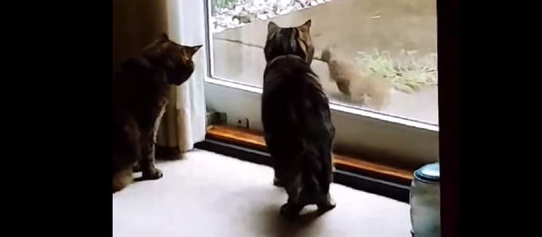 Una descarada ardilla pone a prueba la paciencia de dos gatos - Sputnik Mundo