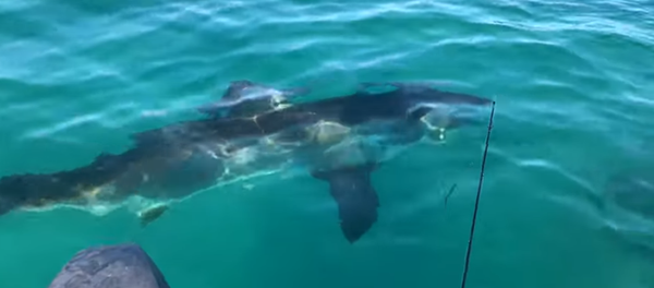 Un tiburón blanco gigante vigila a los pescadores - Sputnik Mundo