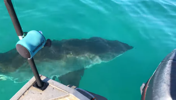 Un tiburón blanco gigante vigila a los pescadores - Sputnik Mundo