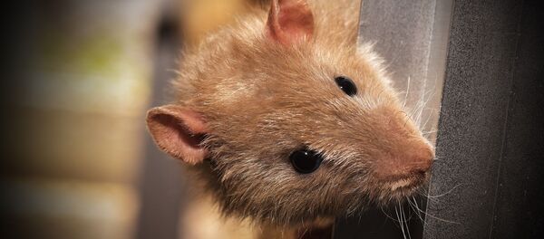 Un ratón - Sputnik Mundo