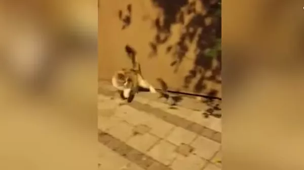 La mejor defensa es un ataque: un ratón escapa de las garras de un gato La mejor defensa es un ataque: un ratón escapa de las garras de un gato - Sputnik Mundo