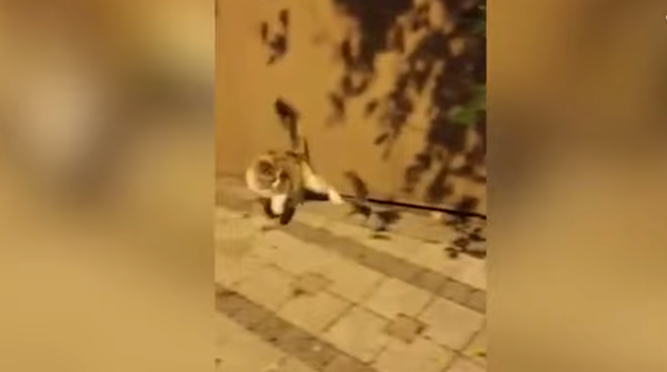 La mejor defensa es un ataque: un ratón escapa de las garras de un gato - Sputnik Mundo