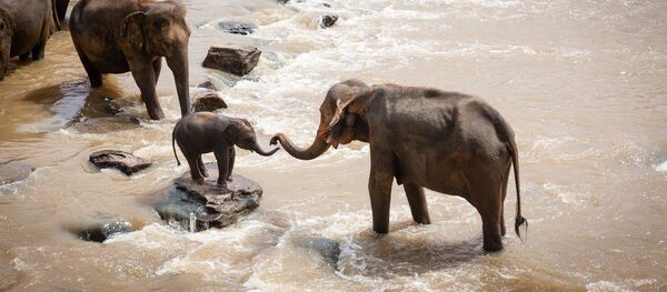 Los elefantes - Sputnik Mundo