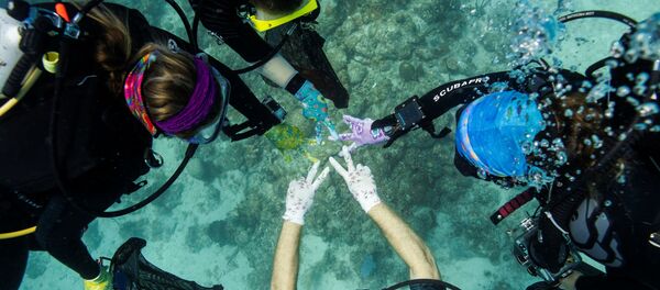 Así salvan a los corales del Caribe de una misteriosa enfermedad - Sputnik Mundo