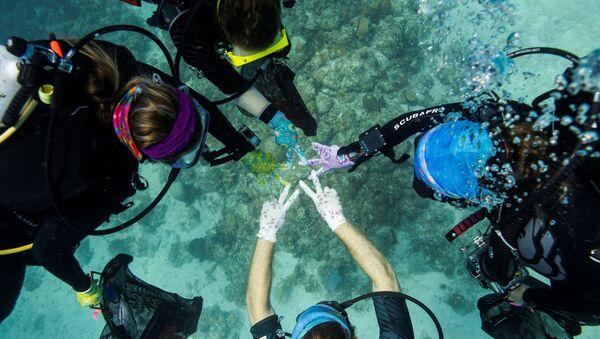 Así salvan a los corales del Caribe de una misteriosa enfermedad - Sputnik Mundo