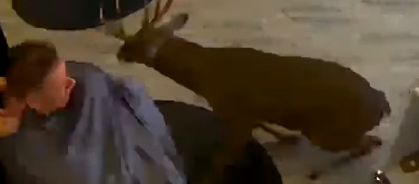 Un ciervo siembra el caos en una peluquería de Nueva York Un ciervo siembra el caos en una peluquería de Nueva York - Sputnik Mundo