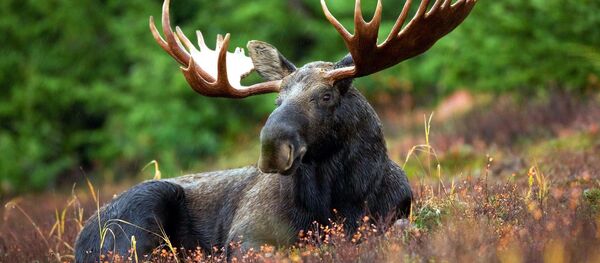 Un alce - Sputnik Mundo