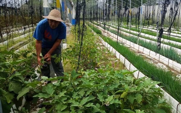 Jesús Méndez en una casa de cultivo del núcleo de desarrollo endógeno Fabricio Ojeda - Sputnik Mundo