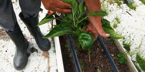 La resistencia colectiva en Venezuela apuesta a la agroecología La resistencia colectiva en Venezuela apuesta a la agroecología - Sputnik Mundo