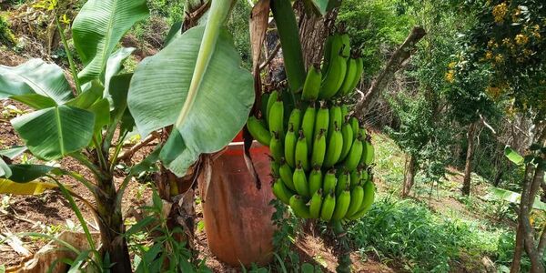 La resistencia colectiva en Venezuela apuesta a la agroecología La resistencia colectiva en Venezuela apuesta a la agroecología - Sputnik Mundo