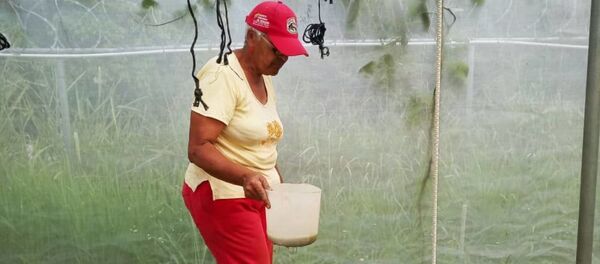 Olga Carrasco, productora en el núcleo de desarrollo endógeno Fabricio Ojeda - Sputnik Mundo