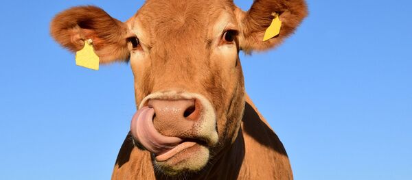 Vaca - Sputnik Mundo