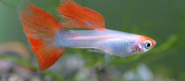 Pez guppie - Sputnik Mundo