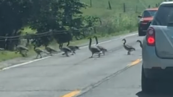 Una bandada de gansos 'infinita' bloquea el tráfico - Sputnik Mundo