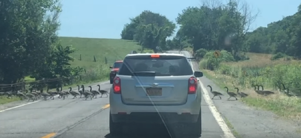 Pero… ¿cuántos son? Una bandada de gansos 'infinita' bloquea el tráfico - Sputnik Mundo