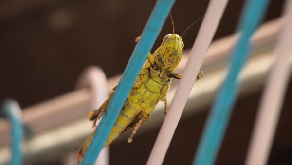 Un chapulín (imagen referencial) - Sputnik Mundo