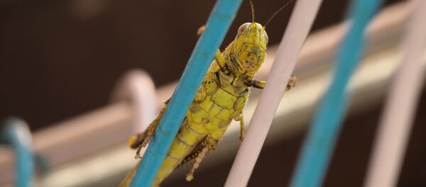 Un chapulín (imagen referencial) - Sputnik Mundo
