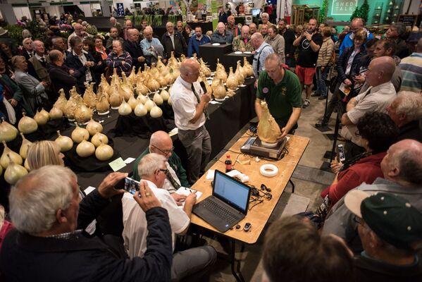 El tamaño sí importa: estas verduras gigantes te dejarán boquiabierto - Sputnik Mundo