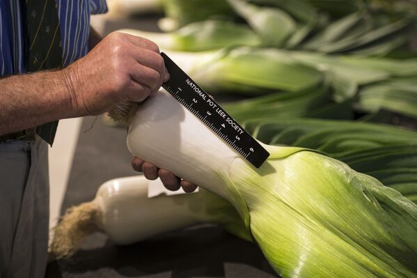 El tamaño sí importa: estas verduras gigantes te dejarán boquiabierto - Sputnik Mundo