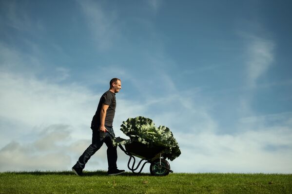 El tamaño sí importa: estas verduras gigantes te dejarán boquiabierto - Sputnik Mundo
