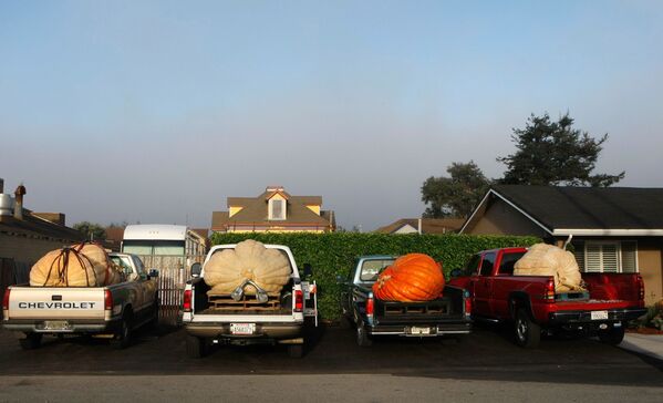 El tamaño sí importa: estas verduras gigantes te dejarán boquiabierto - Sputnik Mundo