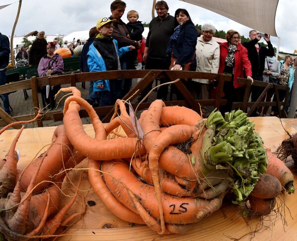 El tamaño sí importa: estas verduras gigantes te dejarán boquiabierto - Sputnik Mundo