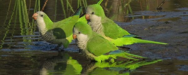 Unas cotorras argentinas, referencial - Sputnik Mundo