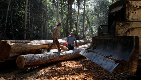 La deforestación en la Amazonía - Sputnik Mundo