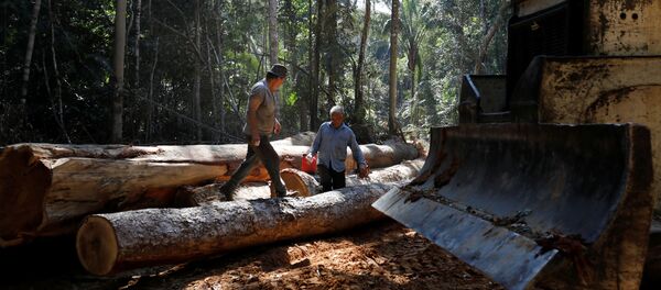 La deforestación en la Amazonía La deforestación en la Amazonía - Sputnik Mundo