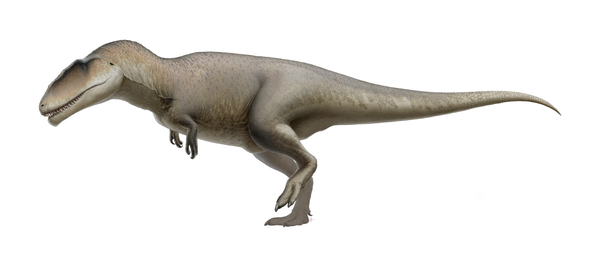 Un Carcharodontosauro, imagen creada por un artista - Sputnik Mundo