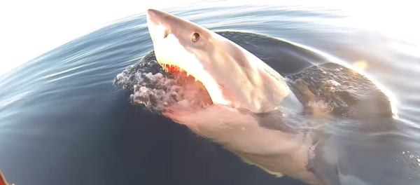 Un tiburón blanco circunda un barco de pescadores antes de atacarlo - Sputnik Mundo