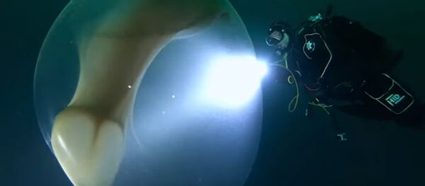 Impactante hallazgo de una bolsa gigante con huevos en el mar de Noruega - Sputnik Mundo