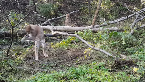 Un lince pelirrojo juega con una serpiente - Sputnik Mundo