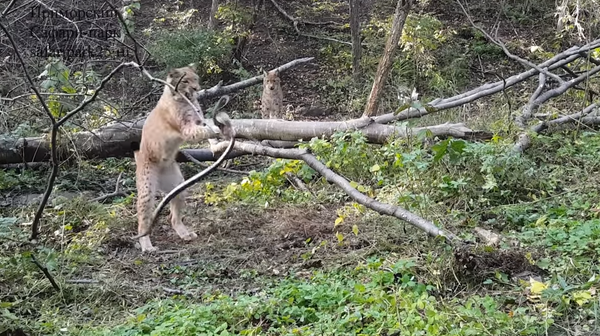 Un lince pelirrojo juega con una serpiente Un lince pelirrojo juega con una serpiente - Sputnik Mundo