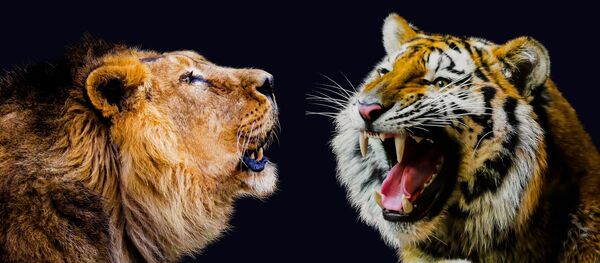 Un león y un tigre - Sputnik Mundo