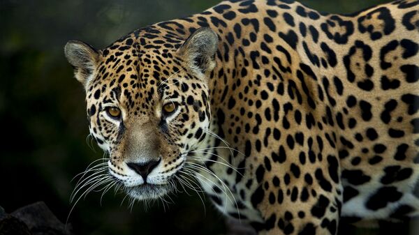 Un jaguar (imagen referencial) - Sputnik Mundo