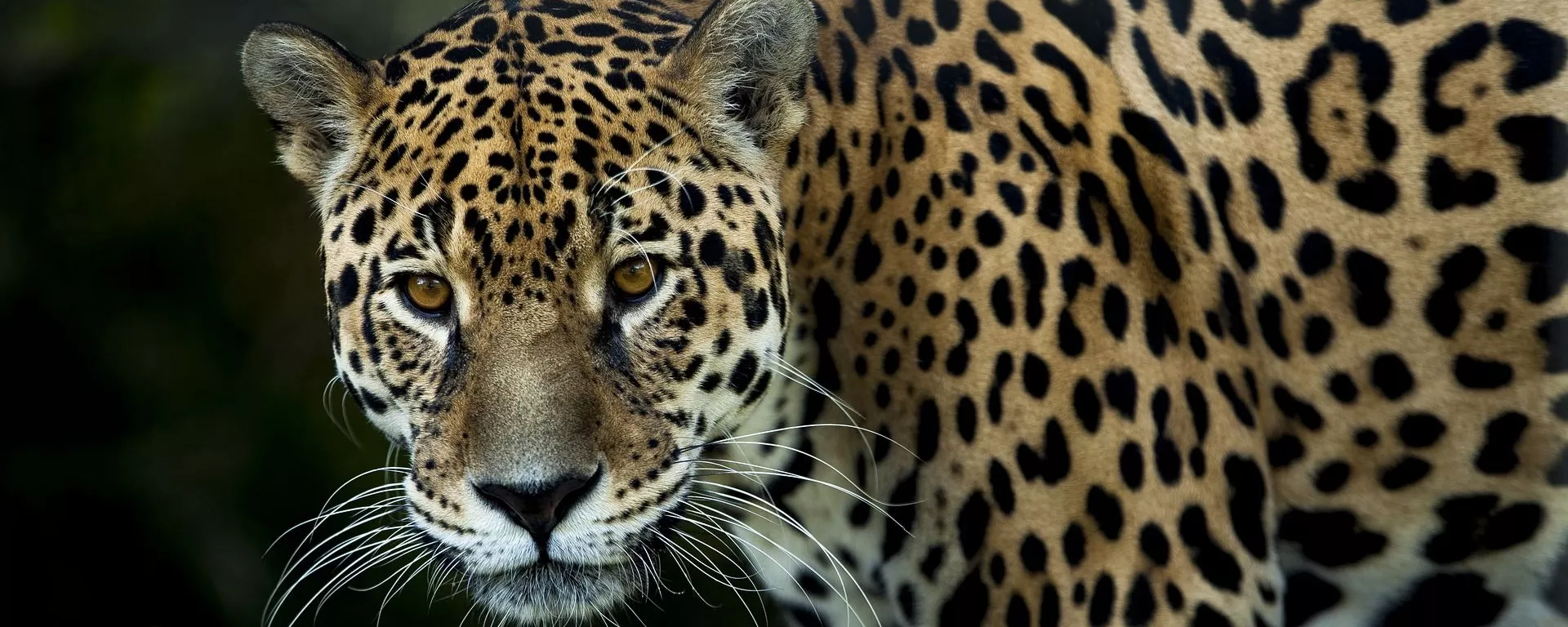 Un jaguar Un jaguar - Sputnik Mundo, 1920, 06.11.2020