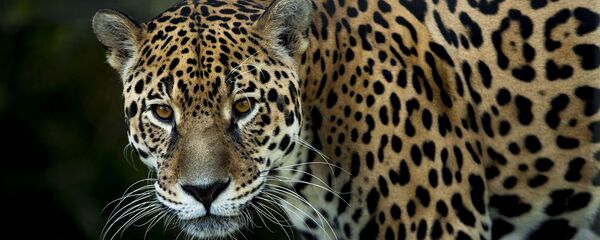 Un jaguar - Sputnik Mundo