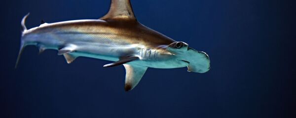 Un tiburón martillo  - Sputnik Mundo