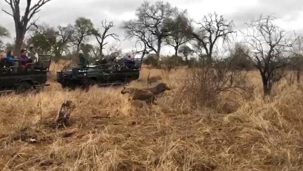 El depredador, su presa y la hiena que lo arruina todo - Sputnik Mundo