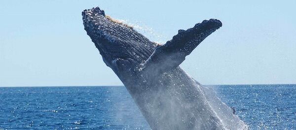Ballenas - Sputnik Mundo