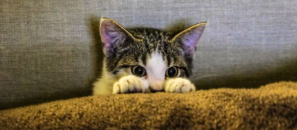 Un gato asustado - Sputnik Mundo