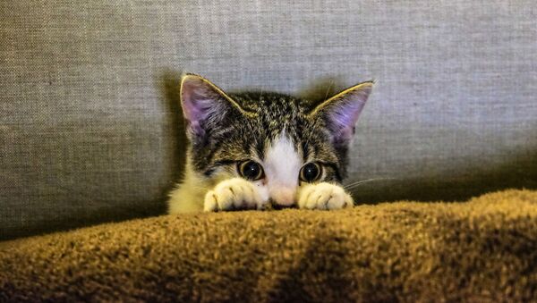 Un gato asustado - Sputnik Mundo