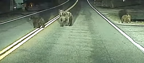 Un vehículo autónomo salva la vida a unos ositos Un vehículo autónomo salva la vida a unos ositos - Sputnik Mundo