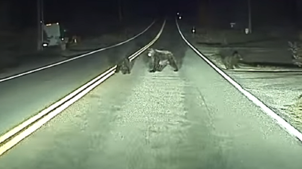 Tecnología contra naturaleza: un vehículo autónomo salva la vida a unos ositos - Sputnik Mundo