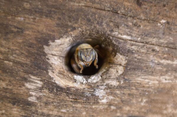 ¿Qué pasó con las abejas? El retrato de una lucha desleal en la zona maya - Sputnik Mundo